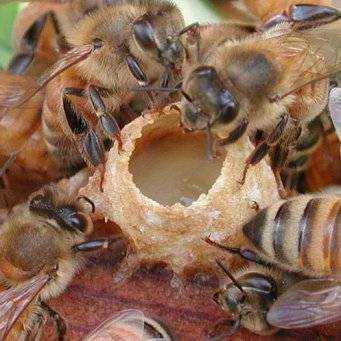 Как правильно делать пчелиные отводки?
