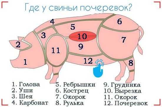 Скороспелая мясная порода свиней – аграрий