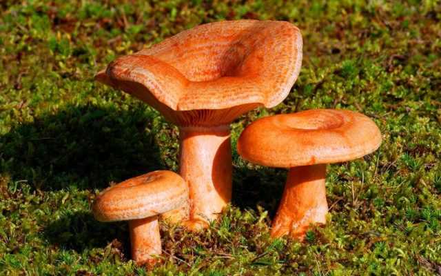 Разновидности грибов, растущих на пнях с фото и описанием. съедобные древесные грибы: разновидности и особенности приготовления