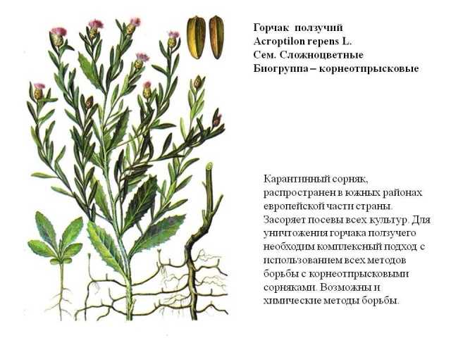 Карантинный сорняк – амброзия полыннолистная - агропромышленный портал агро-спутник