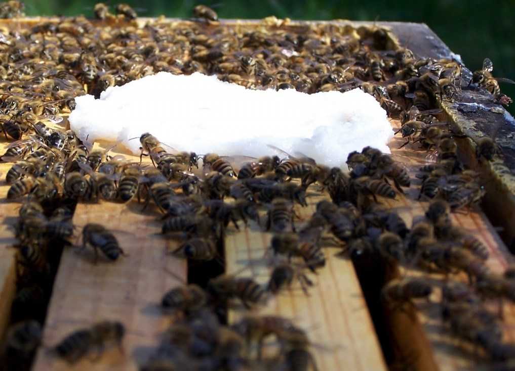 Подкормка пчел на зиму сахарным сиропом: преимущества и особенности проведения. Рецепты приготовления сиропа. Способы кормления пчел и наблюдения за ними.