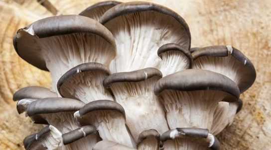 Выращивание грибов вешенка как бизнес: технология, за и против