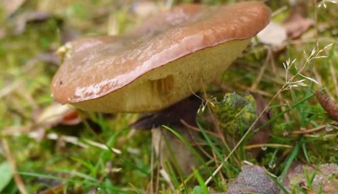 Мицелий белого гриба: как выращивать, где взять, посадка, уход, фото, видео