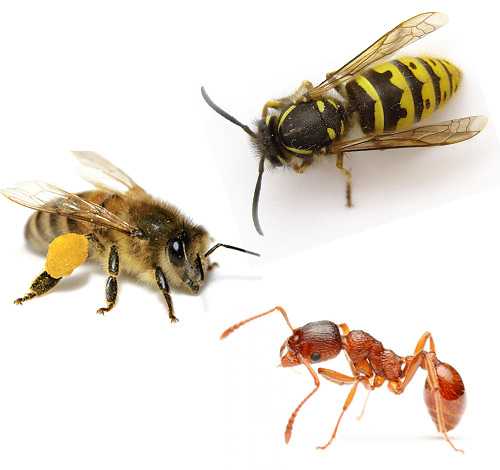Пчела и оса отличия на фото в картинках сравнение различия жала и укусов - скороспел
