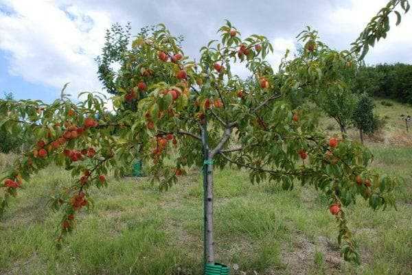 Уход за персиком летом, осенью и весной в период созревания и плодоношения