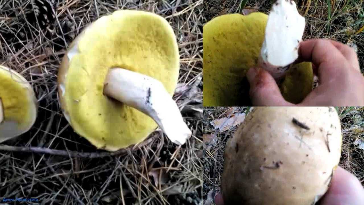 Белонавозник бедхэма: фото и описание гриба, съедобный или нет
