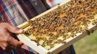 Формирование отводков пчел ранней весной, как сделать, инструкция для начинающих
