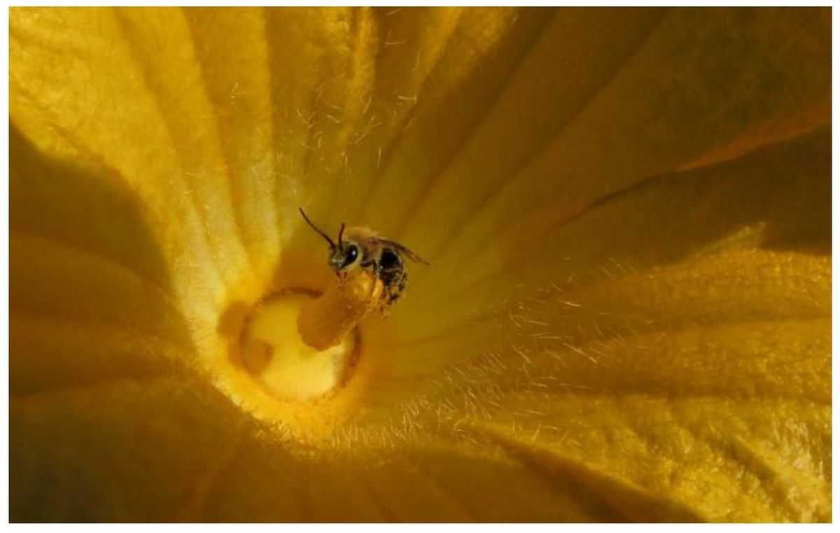 Осенние работы на пасеке, ревизия пчелосемей.