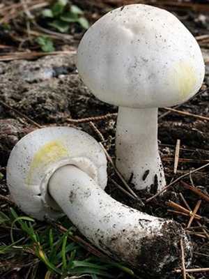 Отравление грибами, ядовитыми растениями: симптомы, первая помощь, признаки, лечение | азбука здоровья