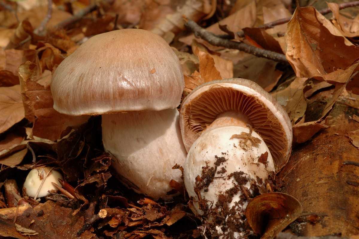 Фиолетовые грибы-можно ли их есть