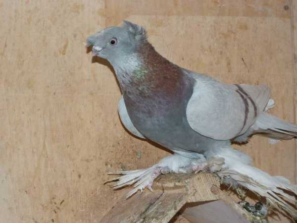 Бакинские бойные голуби: описание породы и разведение