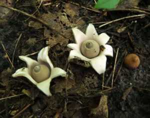 Чесночник дубовый: фото и описание гриба. Как выглядят шляпка и ножка, в каких местах растут, как употребляют в пищу. Грибы-двойники и их отличия от чесночника дубового.