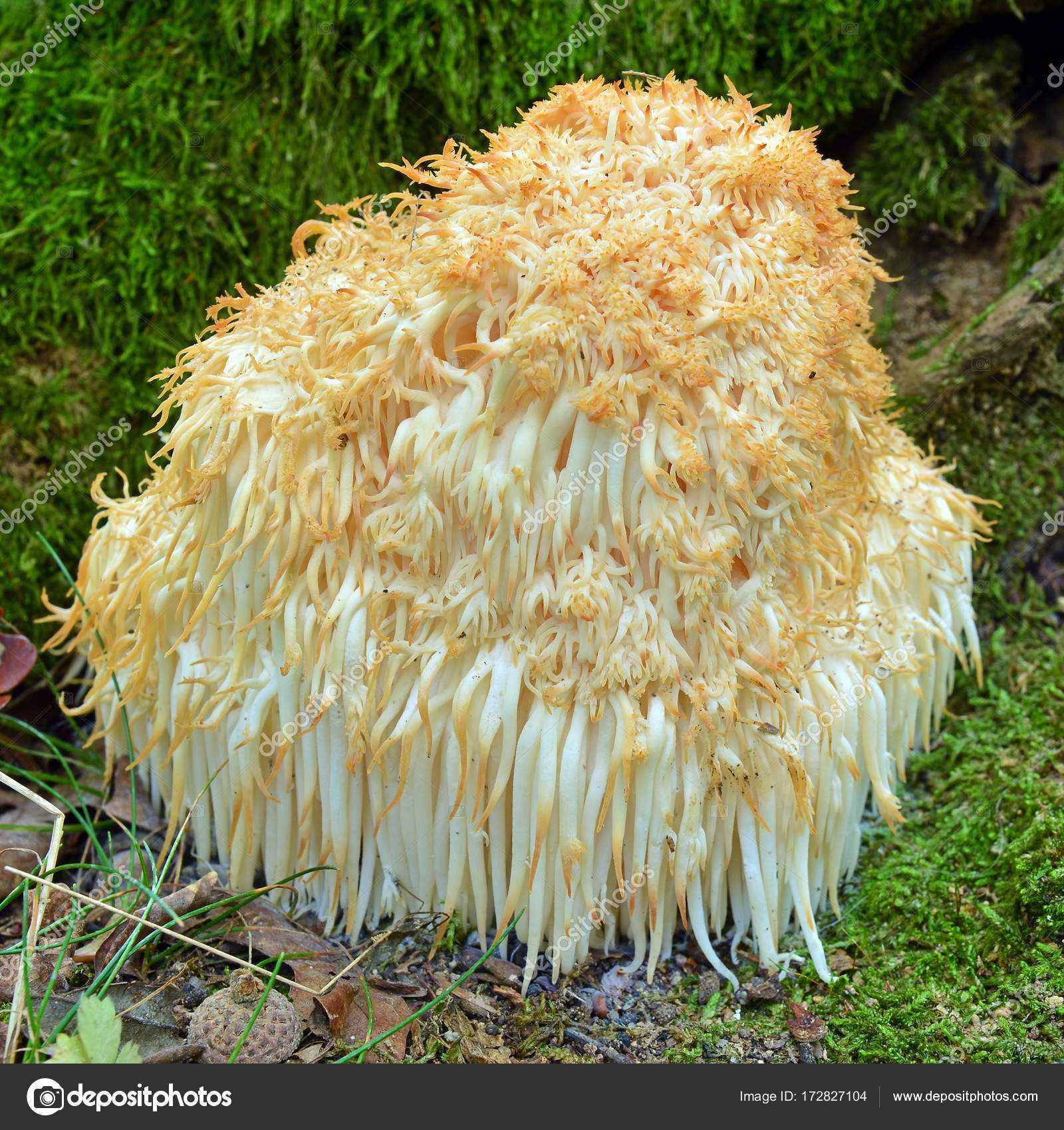Ежовик альпийский – мохнатый гриб