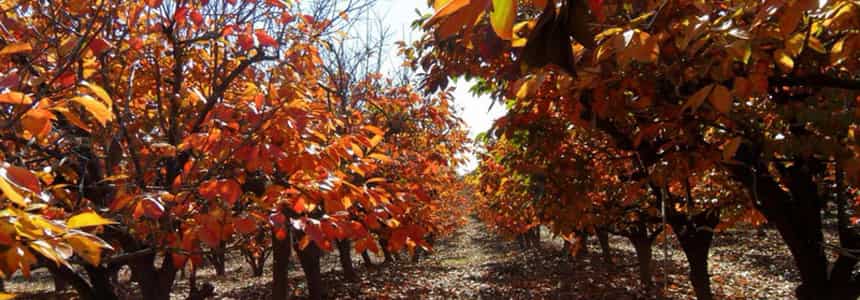 Уход за деревьями и кустарниками осенью: подкормка, обрезка, подготовка к зиме