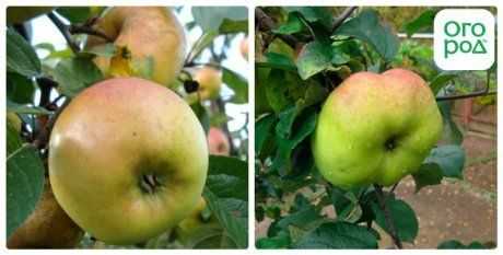 Зимние сорта яблонь: лучшие зимостойкие сорта с длительным сроком хранения плодов