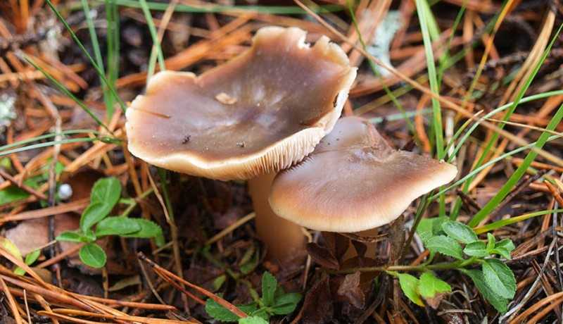 Ксеромфалина стеблевидная (xeromphalina cauticinalis) –  грибы сибири