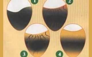 Правила и устройства для инкубации перепелиных яиц