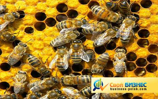 Пчеловодство как бизнес: бизнес-план по разведению пчел, с чего начать, как преуспеть, пример