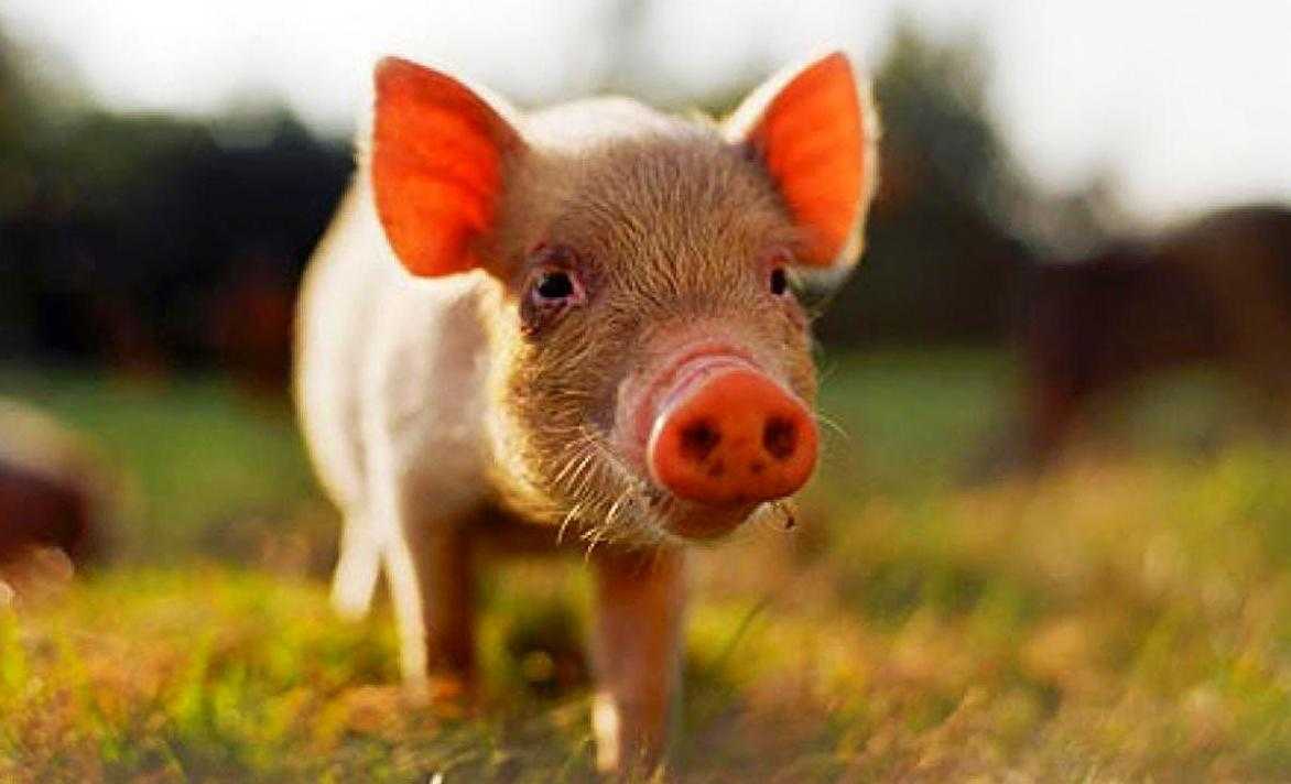 Прививки поросятам: график, вакцины и другие уколы свиньям с рождения в домашних условиях