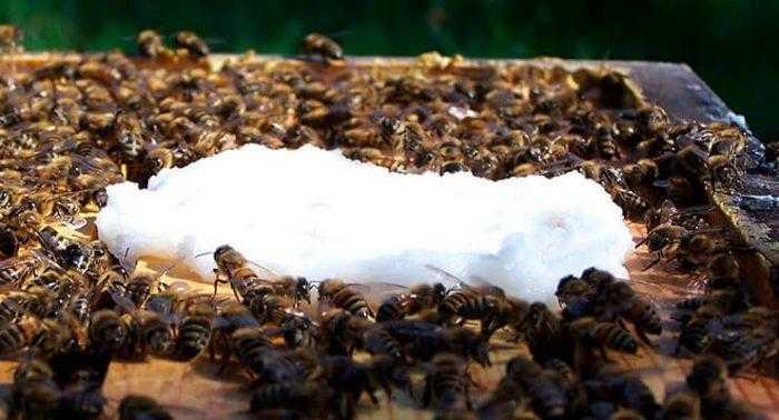 Весенняя подкормка пчел сахарным сиропом: пропорции, после облета.