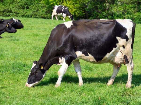 Обзор голштинской породы бычков, преимущества и недостатки