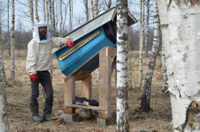 Колодное пчеловодство и история его развития