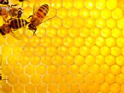 Искусственные соты для пчел