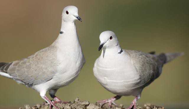 Как выглядят птенцы голубей и как ухаживать за ними