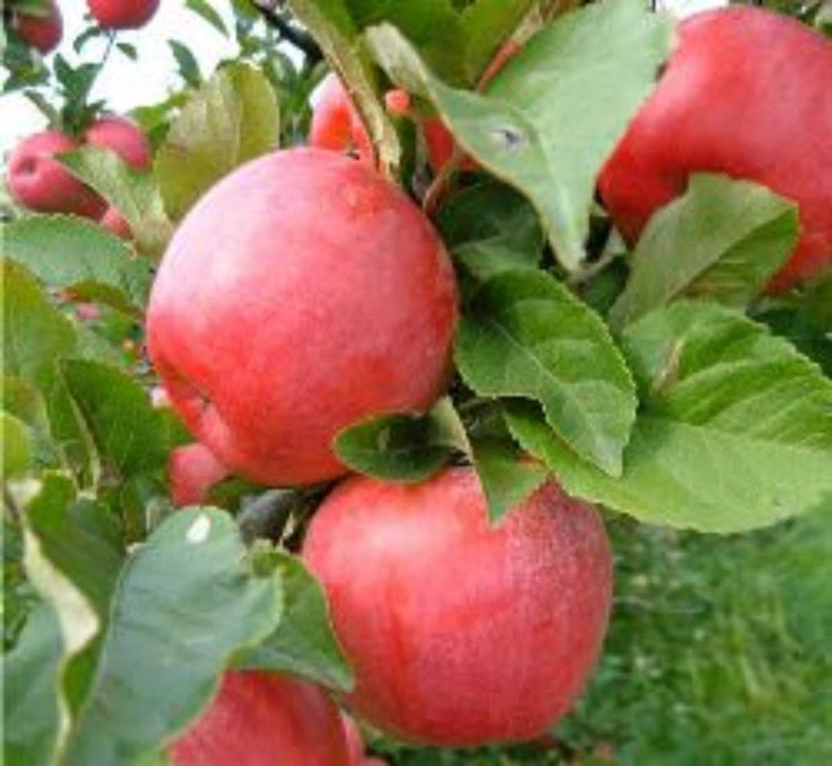 Сорт яблони лигол: описание, фото