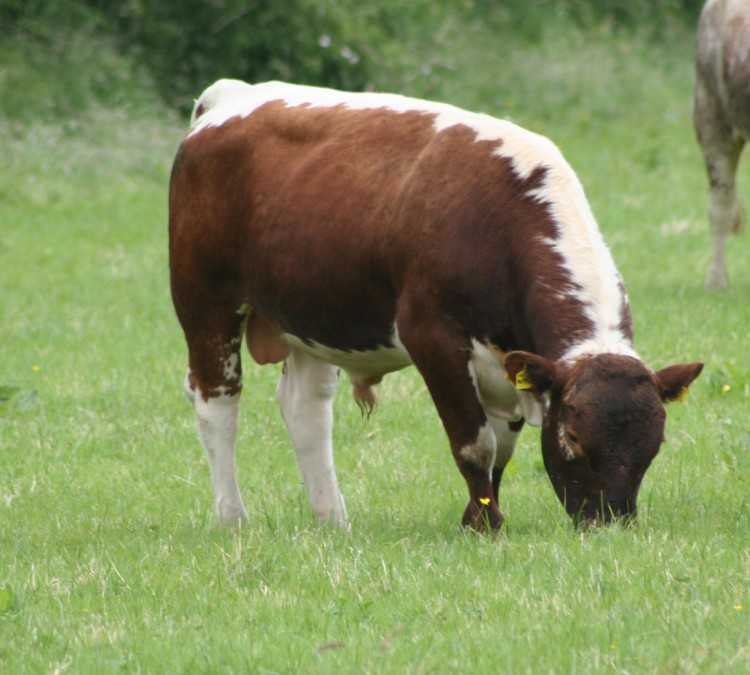 Породы коров с фотографиями и названиями