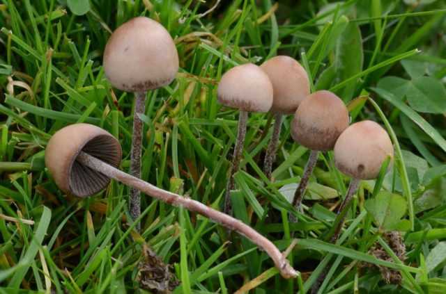 Колпак кольчатый (съедобный гриб): фото и описание
