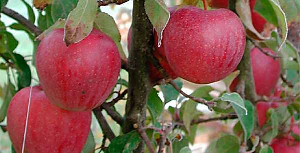 Яблоки пепин шафранный: подробное описание сорта, фото, отзывы