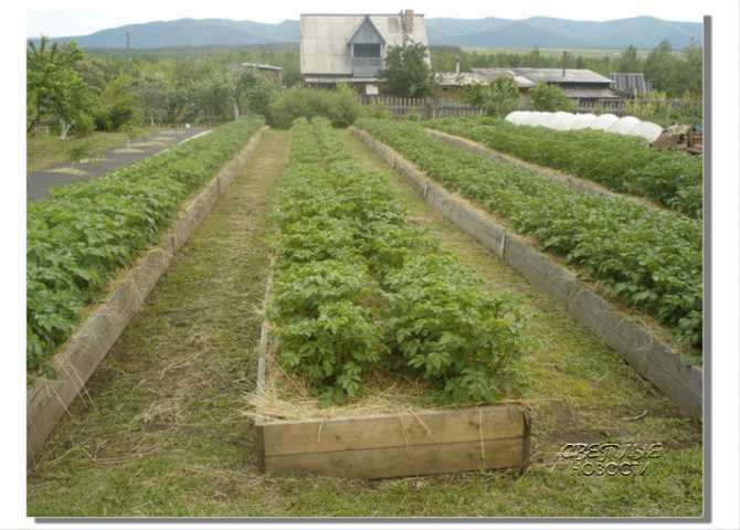 Грядки по митлайдеру: технология невиданного урожая