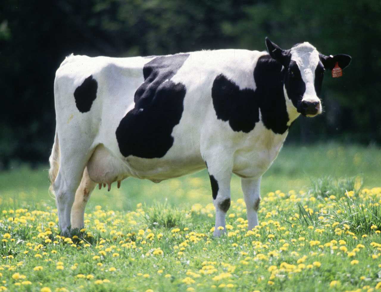 Голштинская корова — характеристика, происхождение, содержание и кормление, перспективы разведения. | cельхозпортал