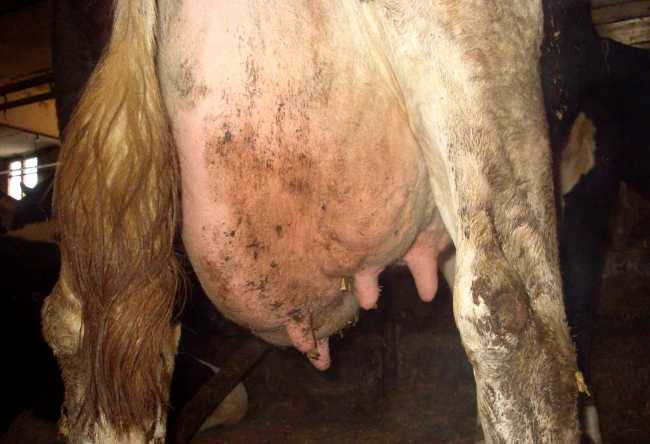 Мастит у коров – причины, симптомы, профилактика и лечение
