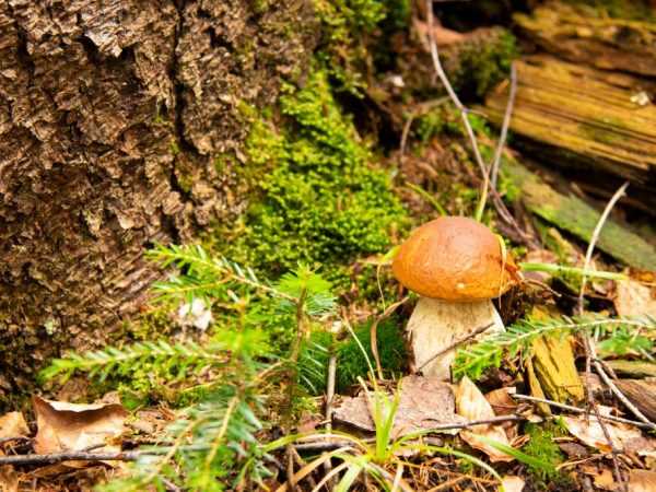 Царь среди грибов: где искать боровик и как отличить его от ложных видов