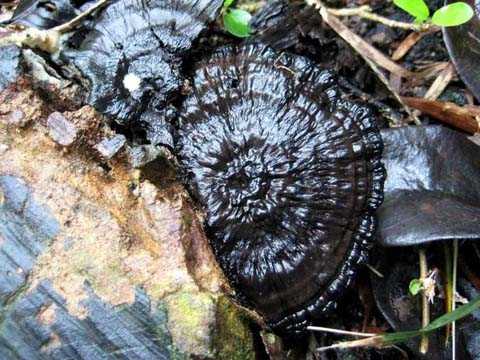 Чудеса природы: какие необычные грибы существуют в мире