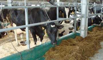 Содержание коров: разведение и советы как преуспеть в фермерском бизнесе