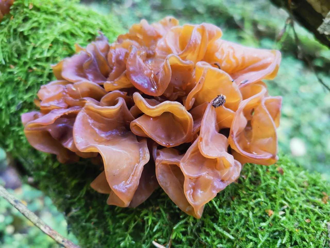 Дрожалка оранжевая - уникальный лечебный гриб