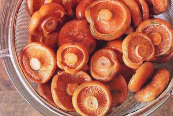 Приготовление рыжиков в домашних условиях. заготовки грибов на зиму | дачная жизнь