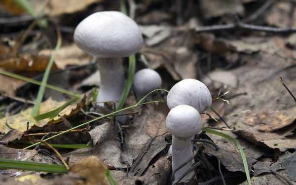 Паутинник красивейший (cortinarius rubellus) – смертельно ядовитый гриб, его фото и описание.