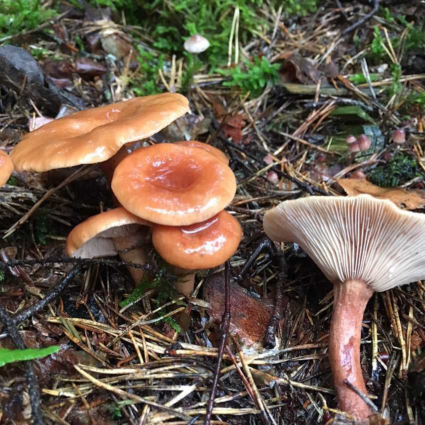 Млечник извилистый (lactarius flexuosus) –  грибы сибири