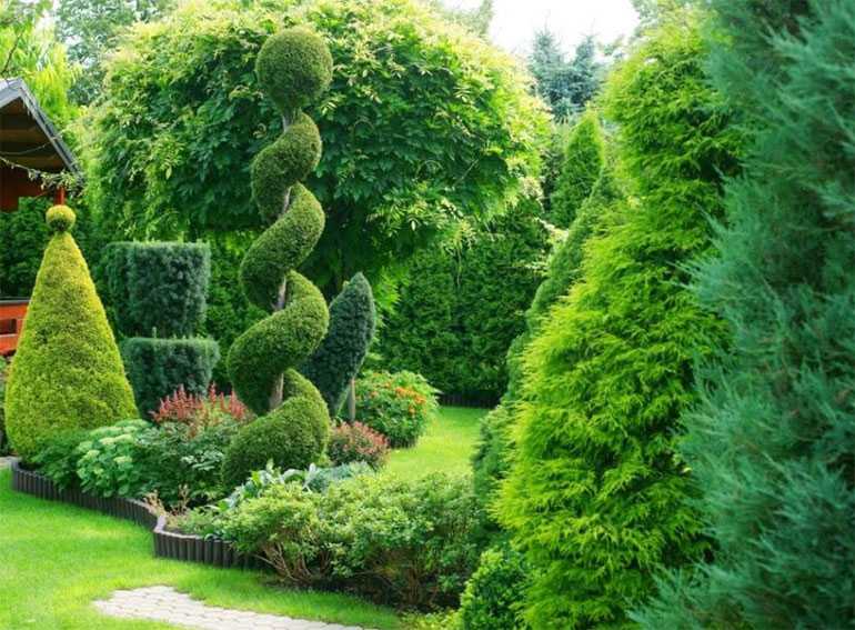Туи в ландшафтном дизайне (58 фото): выбираем уличные растения в горшках сорта "шаровая" туя и "брабант" для сада, варианты применения можжевельника на садовом участке