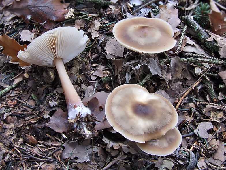 Ксеромфалина корню (xeromphalina cornui) –  грибы сибири