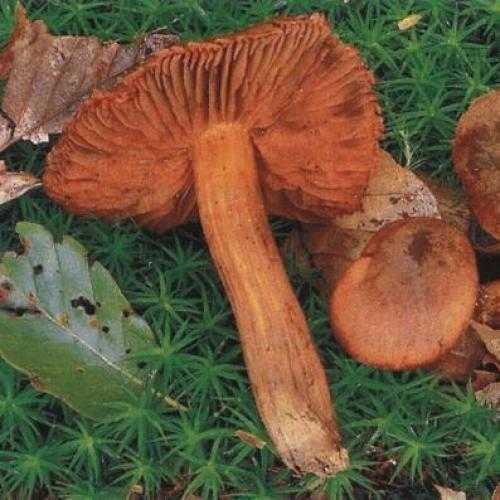 Съедобные и ядовитые виды желтого гриба паутинника
