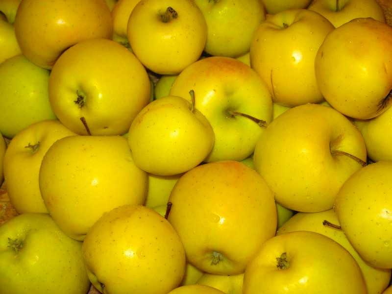 Рекордсмен по урожайности — яблоня сорта «антоновка обыкновенная»