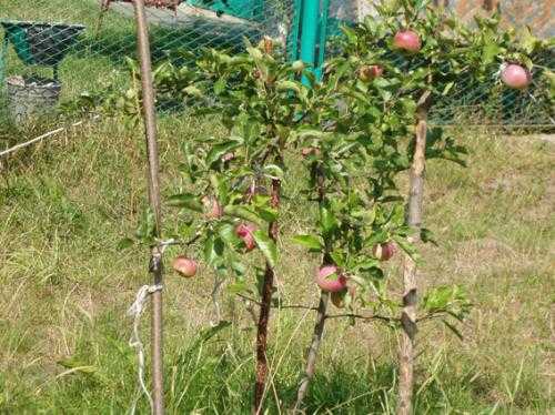 Пересадка яблони осенью на новое место. можно ли и когда  пересаживать?