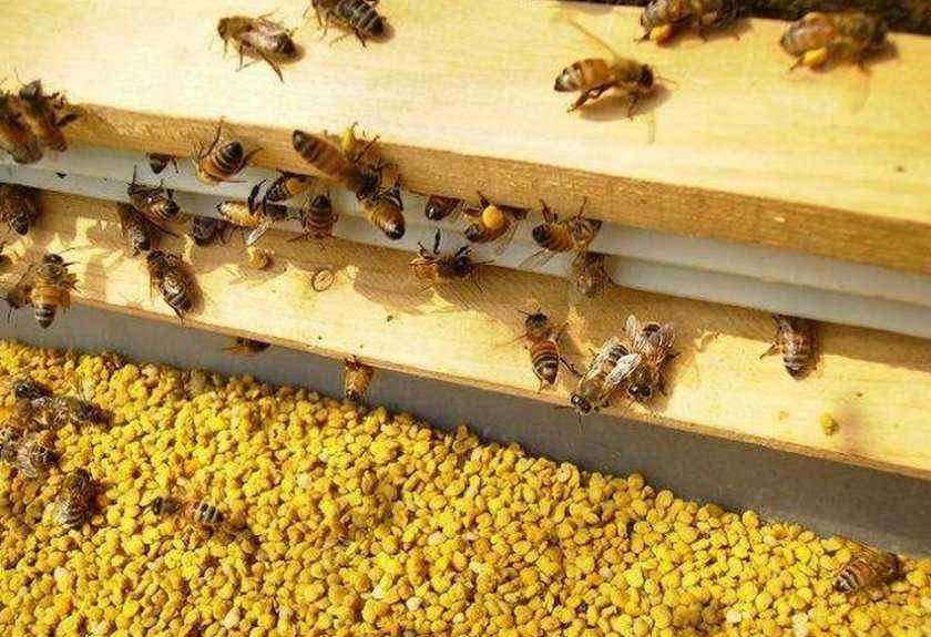 Все тонкости подкормки пчел медовой сытой
