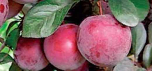 Cамоплодные сорта сливы — рекомендуемые сорта для посадки в разных регионах россии
