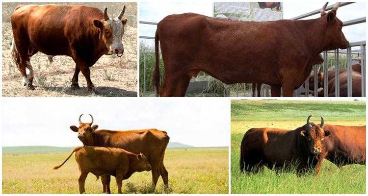 Калмыцкая порода коров: характеристика, фото, содержание и уход